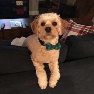 Meet your Posher, Abby